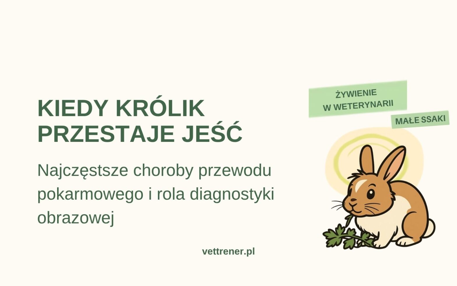 Kiedy królik przestaje jeść. Najczęstsze choroby przewodu pokarmowego i rola diagnostyki obrazowej